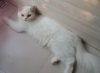 Pure adult female Persian